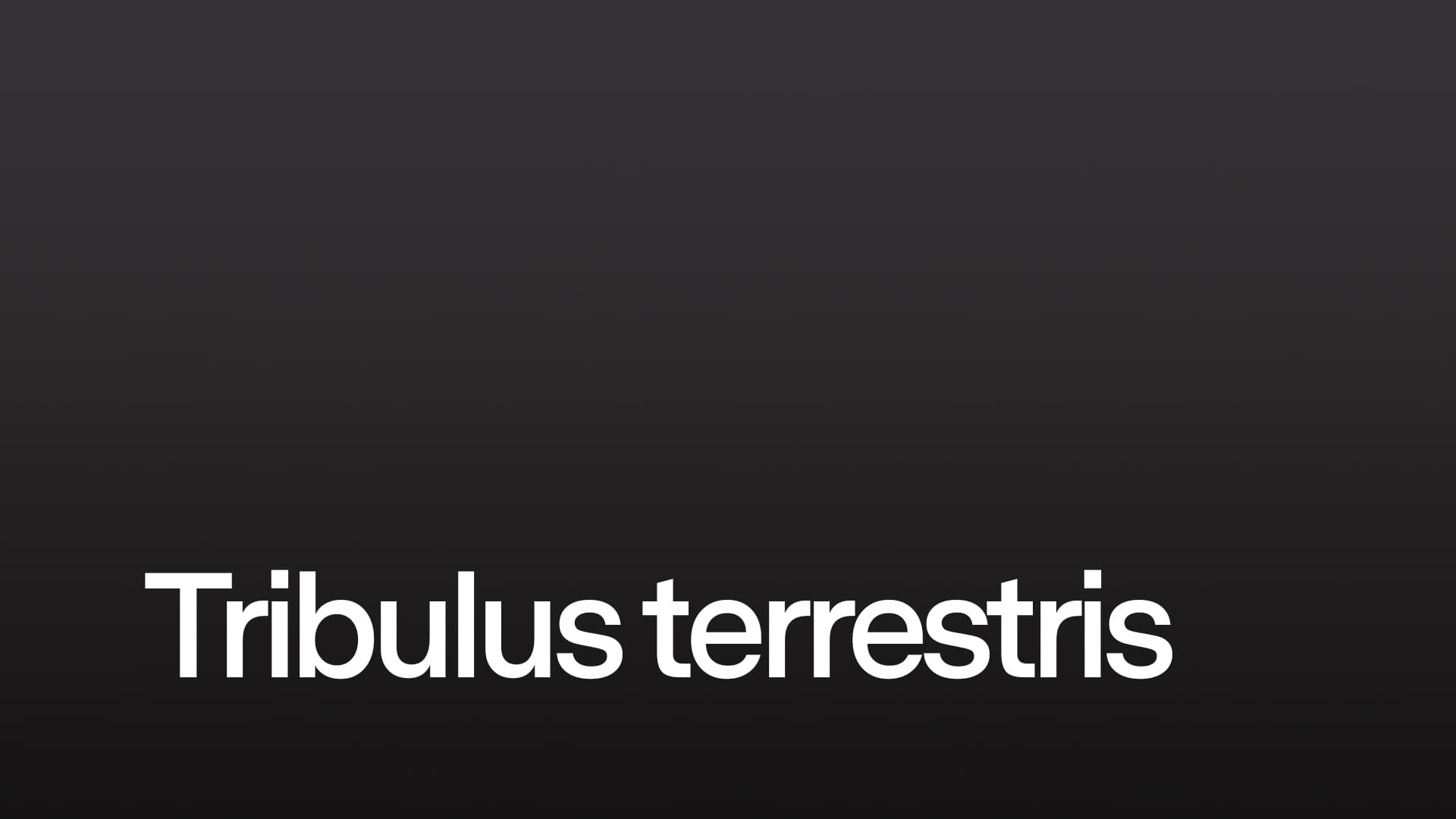 Tribulus terrestris