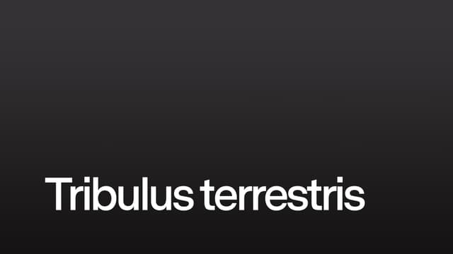 Tribulus terrestris