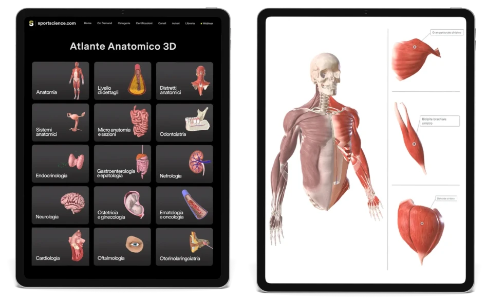 3D Anatomy Atlas